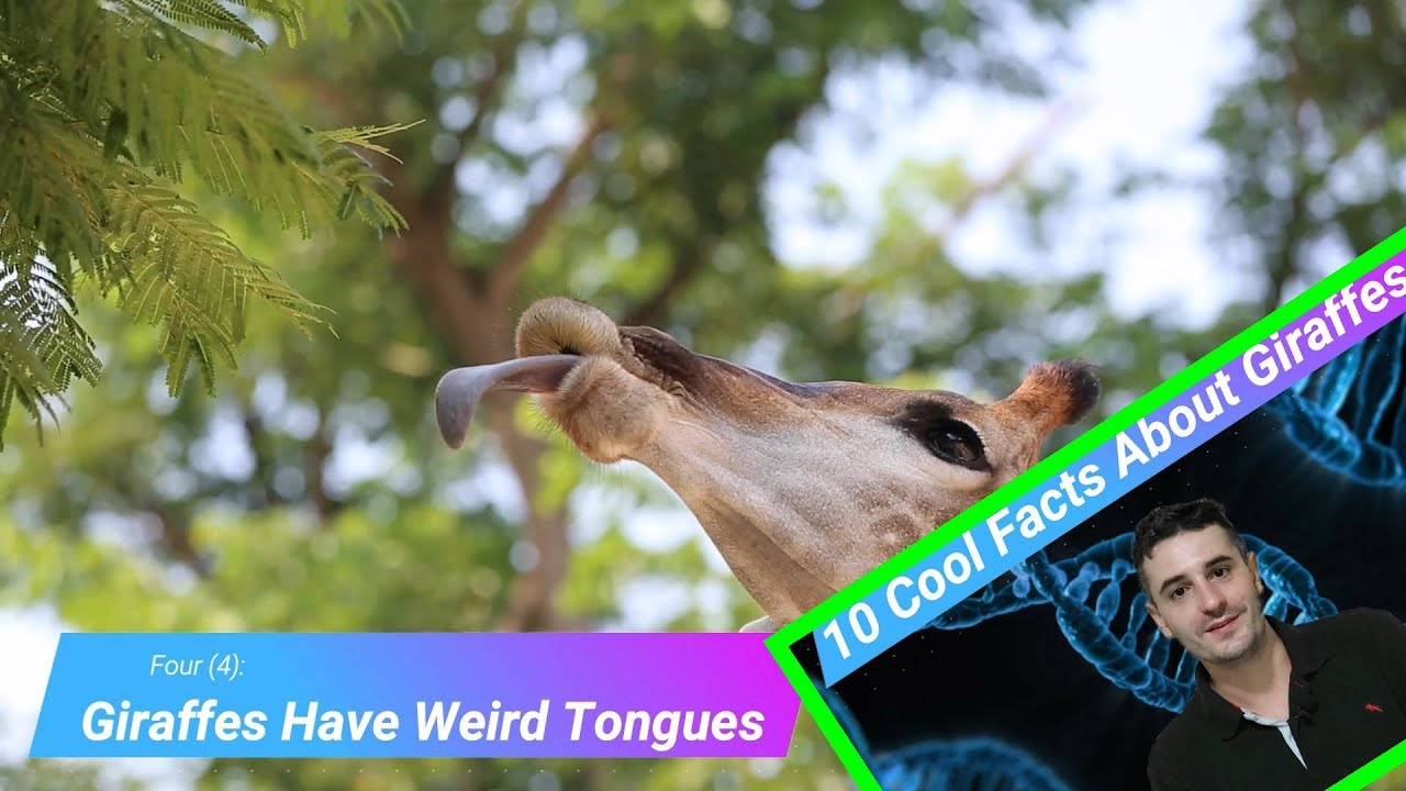 10 Cool Facts About Giraffes