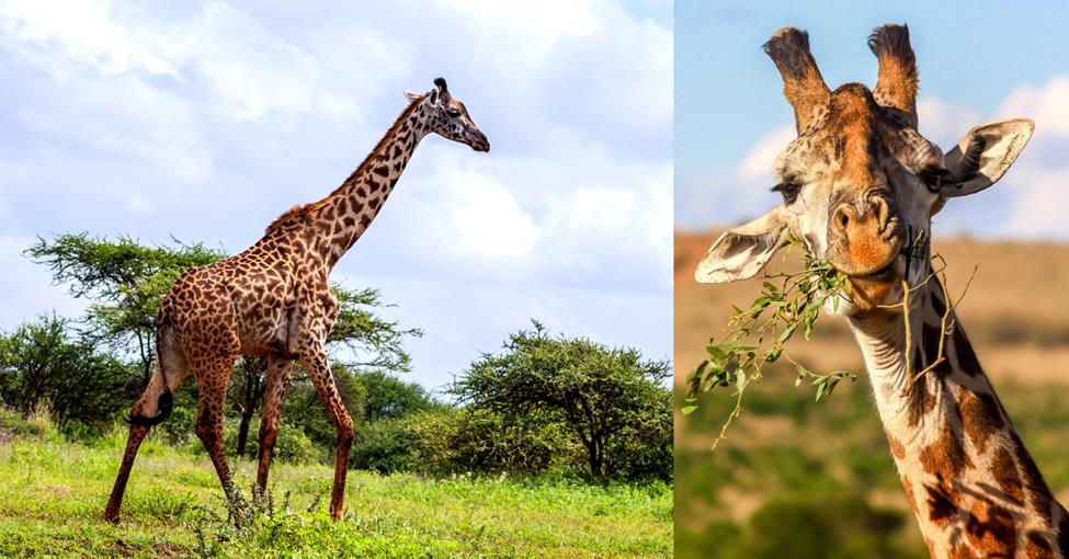 2 images - on the left is a giraffe walking along the green field. on the right is a giraffe's face munching on some leaves and branches while looking at the camera - cool facts about giraffes
