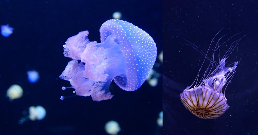 2 images - on the left is a smaller jellyfish glowing under the water. on the right is a longer jellyfish showing some veins glowing underwater - cool facts about jellyfish