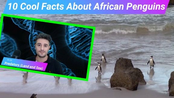 10 cool facts about African Penguins