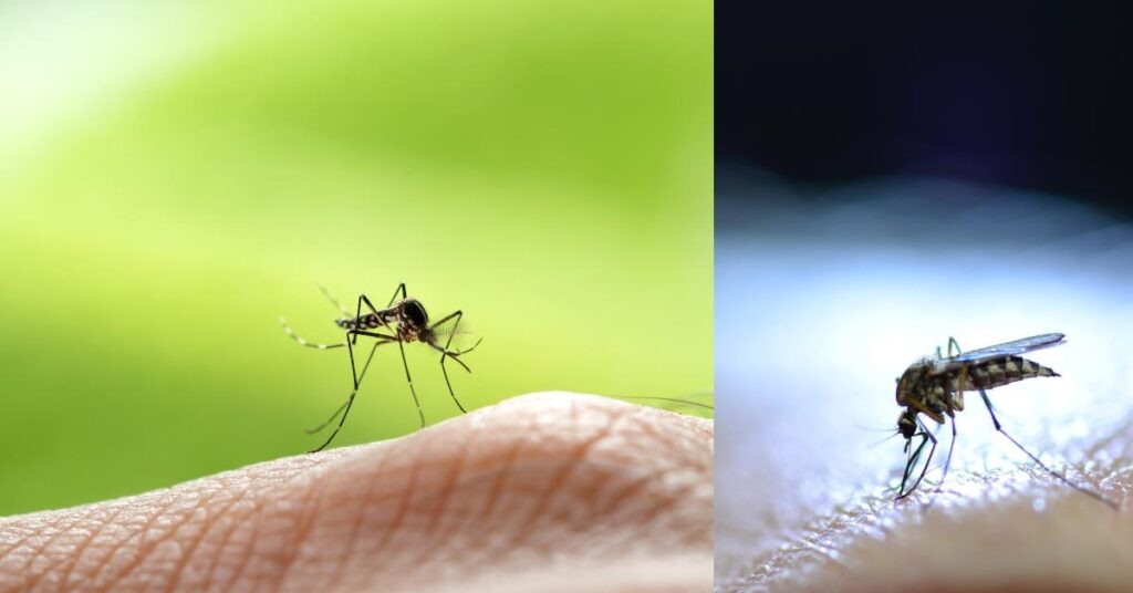 2 images - of a mosquito landed on a skin.  - 10 Cool Facts About Mosquitoes