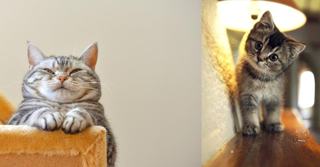 2 images - on the left is a cat squinting at the camera. on the right is a kitten looking curiously to the camera with tilted head - Cool Facts About Cats