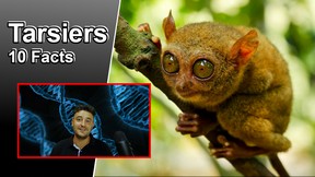 10 Cool Facts about Tarsiers