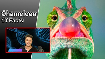 Chameleon Facts - 10 Cool Facts about Chameleons
