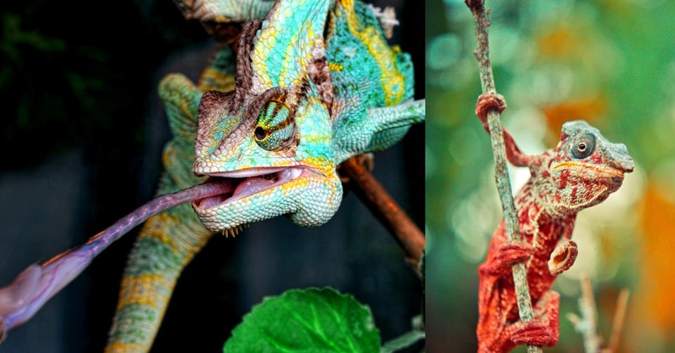 2 images - on the left is a green/yellow chameleon sticking it's tongue out. On the right is an orange/green chameleon hanging on a branch - Cool Facts About Chameleons