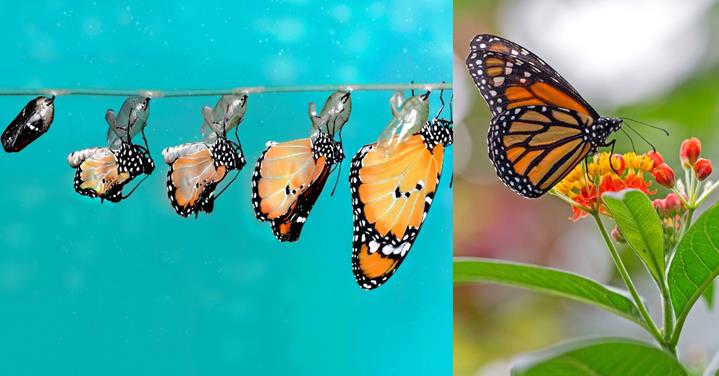 2 images - monarch butterfly life stages and a monarch butterfly smelling a flower -Monarch Butterfly Facts