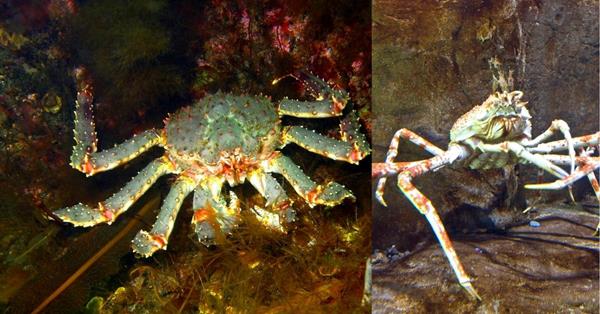 2 images of king crab underwater - 10 Cool Facts about Alaskan King Crabs