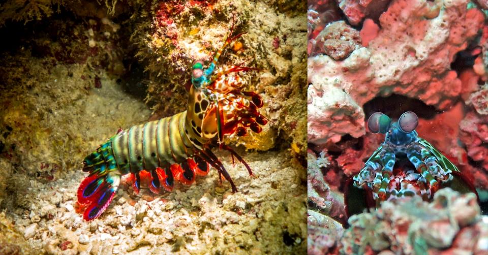 2 images of mantis shrimp - Mantis Shrimp Facts