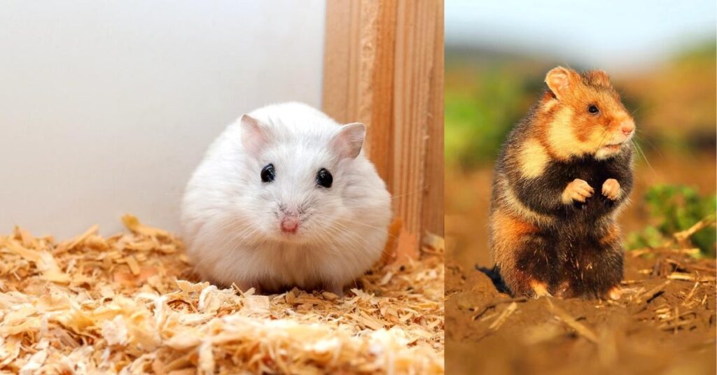 2 images - on the left white dwarf hamster, on the right, wild European hamster - 10 Cool Hamster Facts