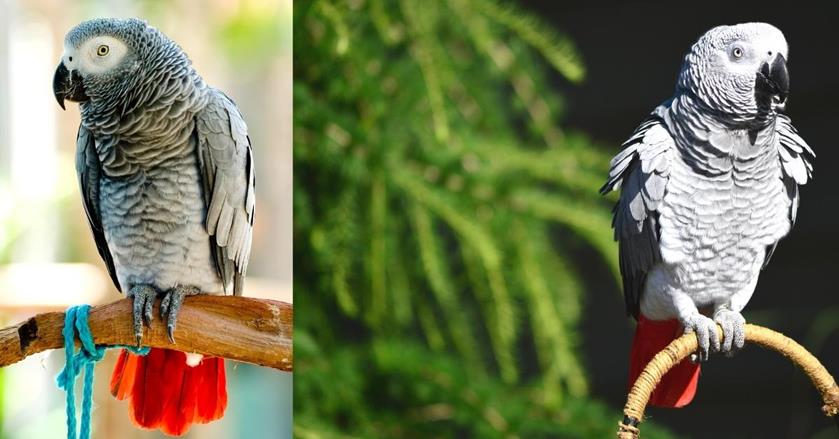 red/orange tail - cool facts about African Grey Parrot