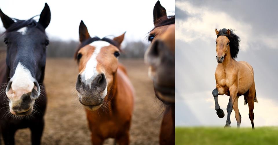 two images - three horses smiling to the camera and one horse running - cool facts about horses