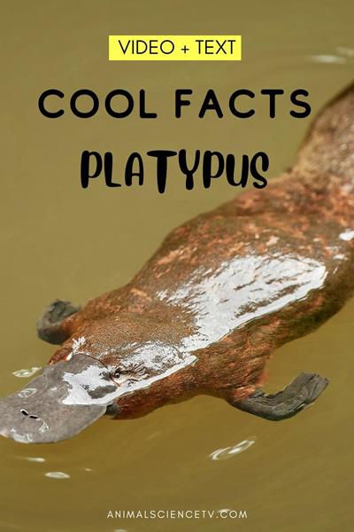 Platypuses are unique monotremes found in Australia, sporting a duck-like bill, webbed feet, and fur. They lay eggs, produce milk, and possess venomous spurs, making them fascinating and enigmatic creatures of the animal kingdom.  via @animalsciencetv