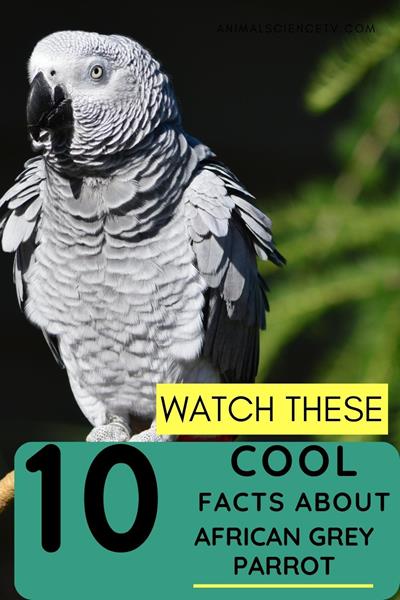 African Grey Parrots are renowned for their intelligence and ability to mimic speech. These sociable birds, with their distinctive grey feathers and red tails, require engagement and care, making them fascinating, though demanding, pets via @animalsciencetv