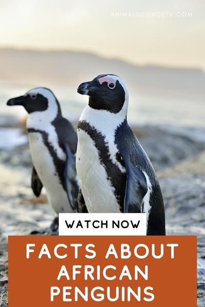 African penguins, with their distinctive black and white plumage, inhabit southern African coasts. Known for their braying call, they're highly social and mate for life. Threatened by climate change and pollution, they're a conservation priority. via @animalsciencetv