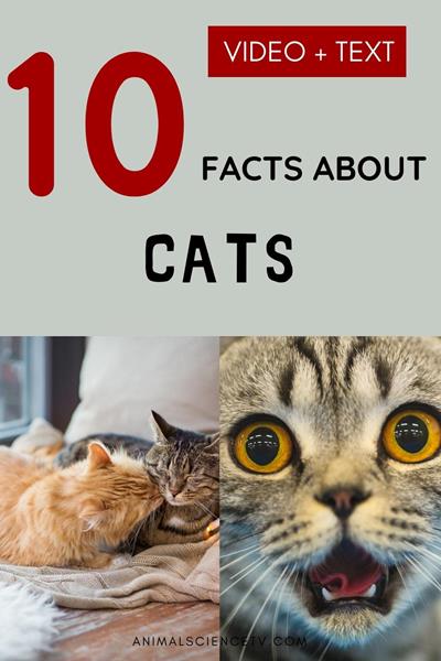 Cats are independent, graceful pets with a knack for napping and playful antics. They communicate through meows, purrs, and body language. Known for their hunting skills, cats make affectionate companions and help keep homes pest-free. via @animalsciencetv