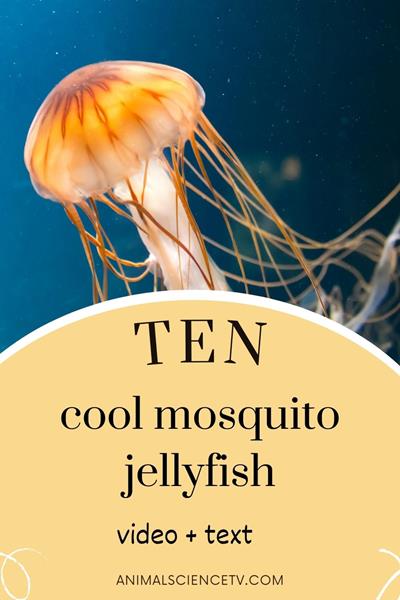 Jellyfish are mysterious sea creatures, drifting elegantly through the oceans. With their translucent bodies and tentacles, they range from harmless to highly venomous. Jellyfish play a vital role in marine ecosystems as predators and prey. via @animalsciencetv