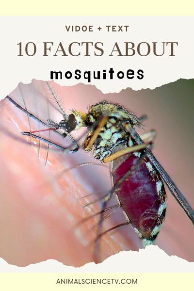 Mosquitoes are small, flying insects known for their itchy bites. They thrive in warm, moist environments and can spread diseases like malaria and dengue. Protecting yourself involves repellents, nets, and eliminating standing water around homes. via @animalsciencetv