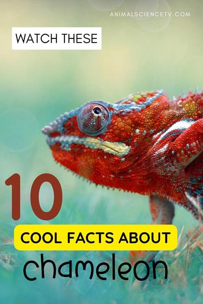 Chameleons are remarkable reptiles known for their ability to change color, blending into surroundings for camouflage or communication. With their unique swiveling eyes and long tongues, they are adept at catching insects, making them fascinating creatures. via @animalsciencetv