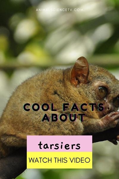 Tarsiers are small primates with huge eyes, each bigger than their brain. They live in Southeast Asia's forests, eat insects, and are nocturnal. Tarsiers can leap between trees and are known for their silent, swift movements. via @animalsciencetv