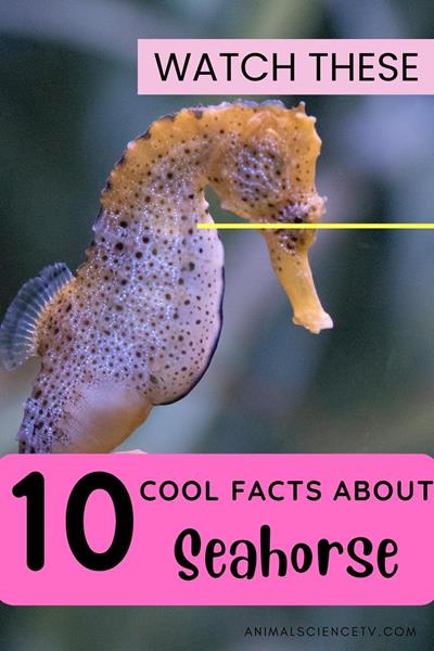 Seahorses are unique fish with horse-like heads. They swim upright, use their tails to anchor to seaweed, and males carry the eggs. Found in shallow tropical waters, seahorses rely on camouflage to protect themselves from predators. via @animalsciencetv