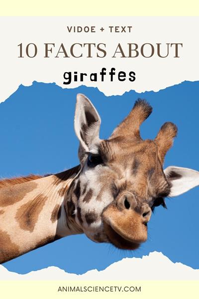 Here is the video of cool facts about giraffes, how they eat, sleep, their height, their defense, and much more! #factsaboutgiraffe #giraffefacts #factgiraffe via @sciencetalktv Giraffes are the tallest mammals on Earth, with long necks and legs. They live in African savannas and woodlands, eating leaves from tall trees, primarily acacia. Giraffes have unique coat patterns and can run up to 35 mph. via @animalsciencetv