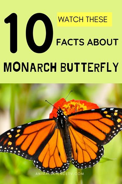 Butterflies are enchanting insects, celebrated for their vivid wings and graceful flight. They undergo a remarkable transformation from caterpillar to butterfly, symbolizing renewal and beauty. These pollinators play a crucial role in ecosystems worldwide. via @animalsciencetv