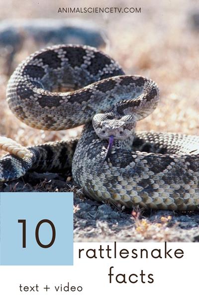 Rattlesnakes are venomous snakes known for the distinctive rattle on their tail, used as a warning. They inhabit the Americas, from Canada to Argentina. Rattlesnakes have heat-sensing pits to detect prey and deliver venom through hollow fangs. via @animalsciencetv