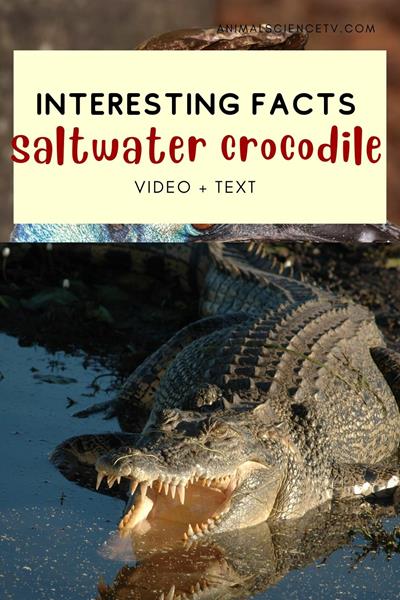 Saltwater crocodiles, apex predators of estuarine habitats, are Earth's largest living reptiles. Known for their formidable jaws and ambush hunting, they're ancient survivors with a presence spanning millions of years. via @animalsciencetv