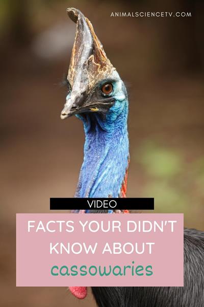 Cassowaries are large flightless birds native to the rainforests of Australia and New Guinea. They have striking blue skin on their necks and bright casques on their heads. Known as the world's most dangerous bird, they can deliver powerful kicks. via @animalsciencetv