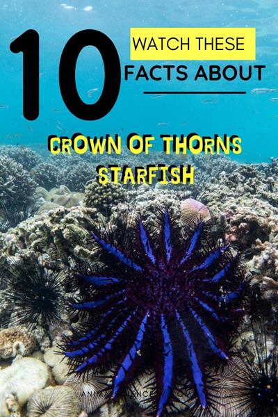 The crown of thorns starfish is a coral reef predator with venomous spines resembling a biblical crown of thorns. It feeds on coral polyps, and outbreaks can devastate reef ecosystems, highlighting the importance of balance in marine life. via @animalsciencetv