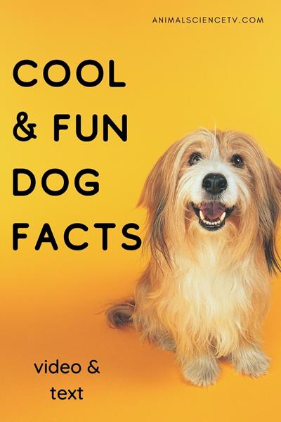 Dogs are loyal companions that have been domesticated for thousands of years. They come in various breeds, sizes, and personalities. Known for their keen sense of smell and ability to form deep bonds with humans. via @animalsciencetv
